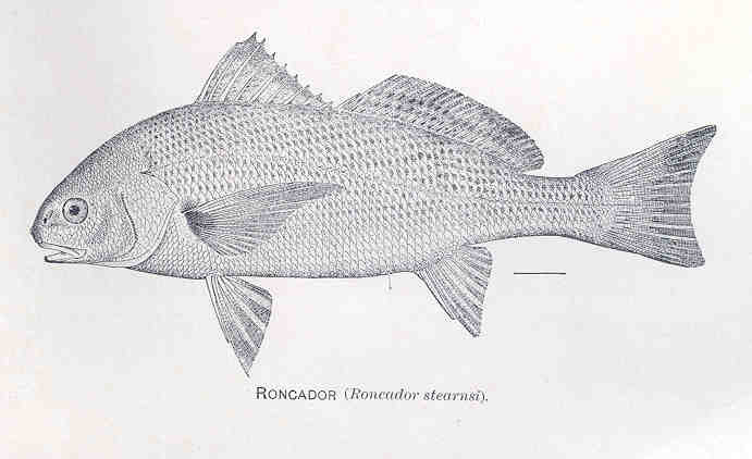 Roncador stearnsii (Steindachner, 1876)